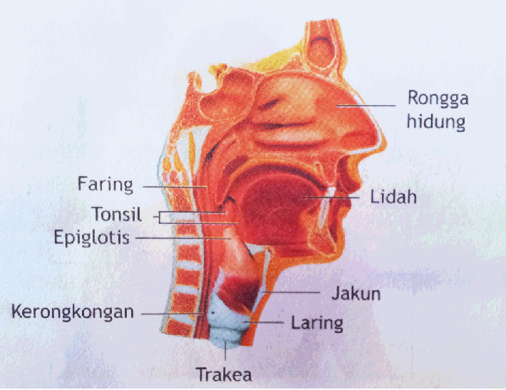 Hasil gambar untuk organ pernapasan manusia faring