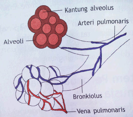 Hasil gambar untuk organ pernapasan manusia alveolus