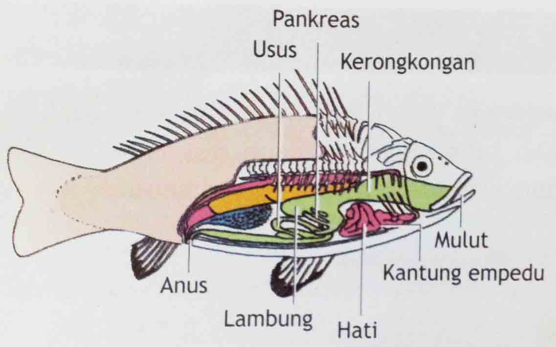 Nama Nama Bagian Pada Tubuh Ikan Dan Fungsinya Hal 50 BELAJAR